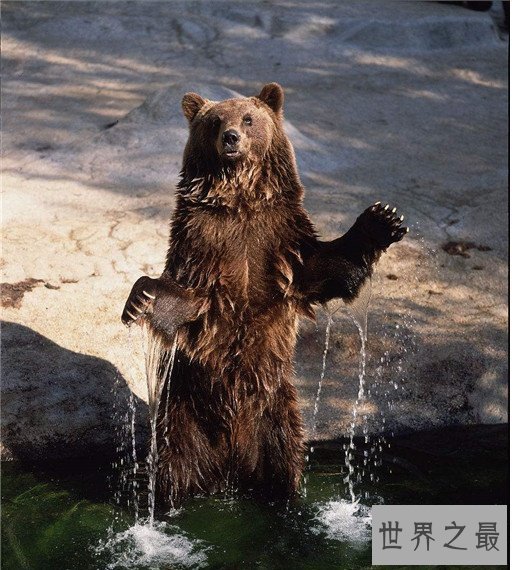 世界上最大的熊Top10,科迪亚克岛棕熊可达3米(体重达一吨)