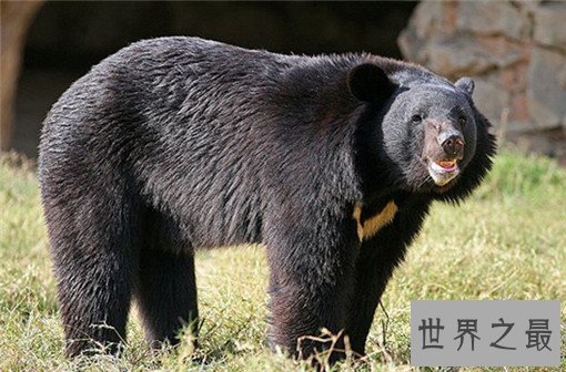 世界上最大的熊Top10,科迪亚克岛棕熊可达3米(体重达一吨)