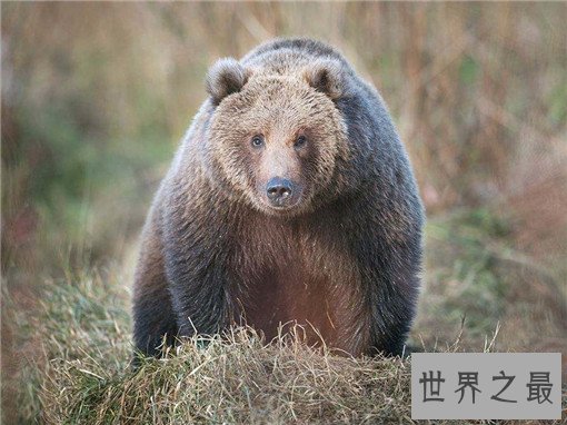 世界上最大的熊Top10,科迪亚克岛棕熊可达3米(体重达一吨)
