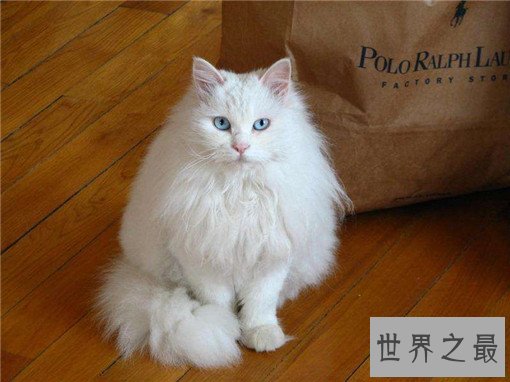 最大的猫排行榜前十名,最大热带草原猫体长超过半米