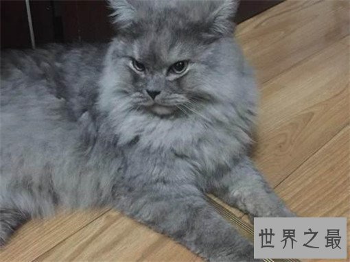 最大的猫排行榜前十名,最大热带草原猫体长超过半米