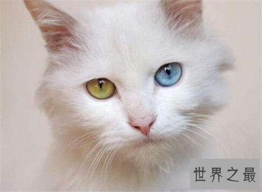 最大的猫排行榜前十名,最大热带草原猫体长超过半米