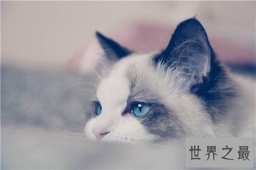 最大的猫排行榜前十名,最大热带草原猫体长超过半米