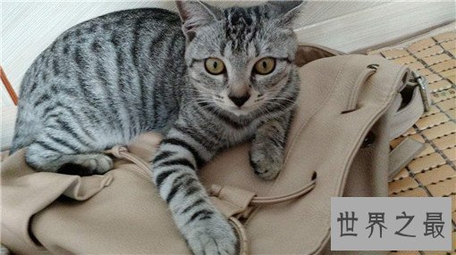 最大的猫排行榜前十名,最大热带草原猫体长超过半米