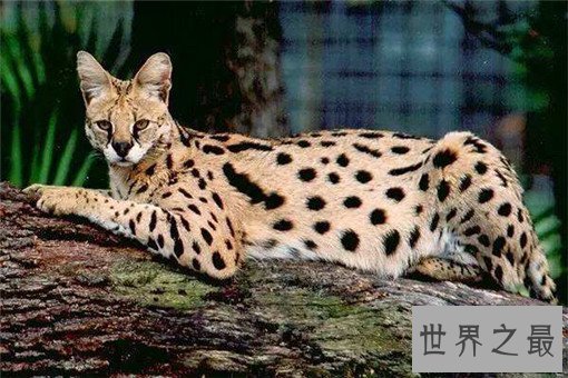 最大的猫排行榜前十名,最大热带草原猫体长超过半米