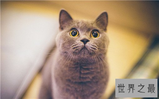 最大的猫排行榜前十名,最大热带草原猫体长超过半米