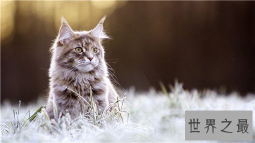 最大的猫排行榜前十名,最大热带草原猫体长超过半米