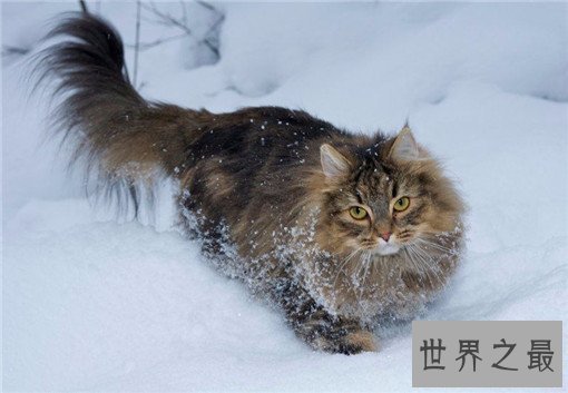 最大的猫排行榜前十名,最大热带草原猫体长超过半米