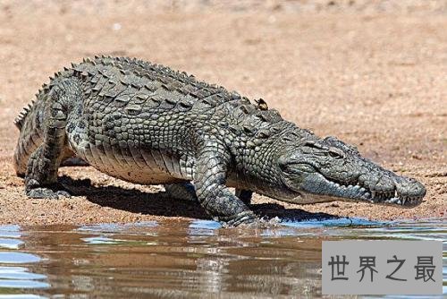 世界最大的鳄鱼排行榜,带你看两千公斤的庞然大物
