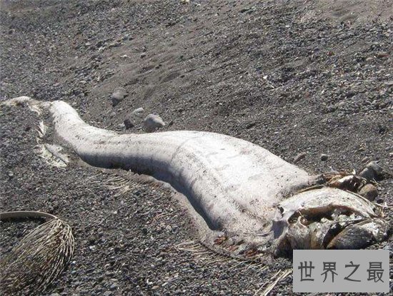 世界上最大的皇带鱼性情暴躁凶残,长得像传说中的龙