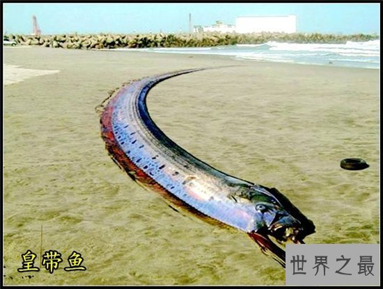 世界上最大的皇带鱼性情暴躁凶残,长得像传说中的龙