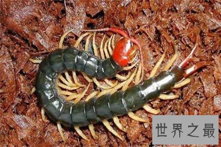 世界上最大的蜈蚣,你能想象它吃掉一只老鼠的样子吗?