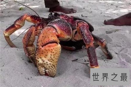 世界上最大的蜈蚣,你能想象它吃掉一只老鼠的样子吗?