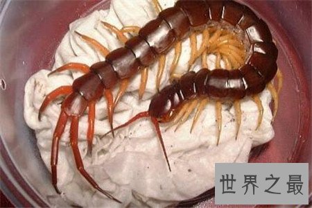 世界上最大的蜈蚣,你能想象它吃掉一只老鼠的样子吗?