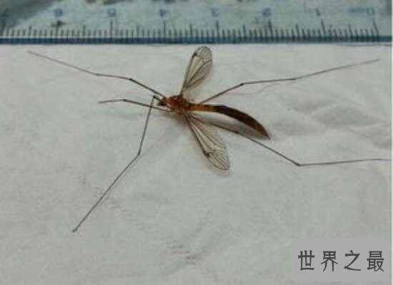震惊!世界上最大的蚊子竟然不吸血还是吸血蚊子的“敌人”