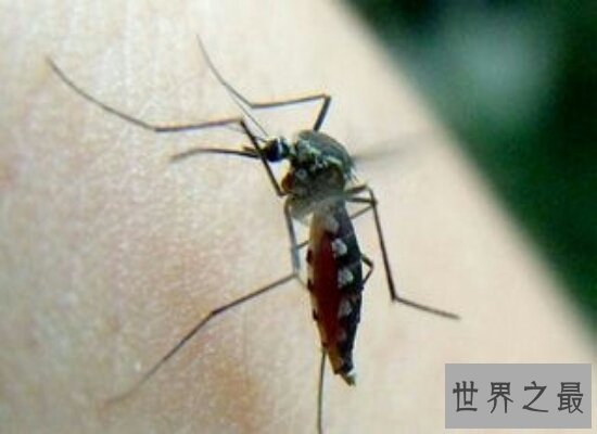 震惊!世界上最大的蚊子竟然不吸血还是吸血蚊子的“敌人”