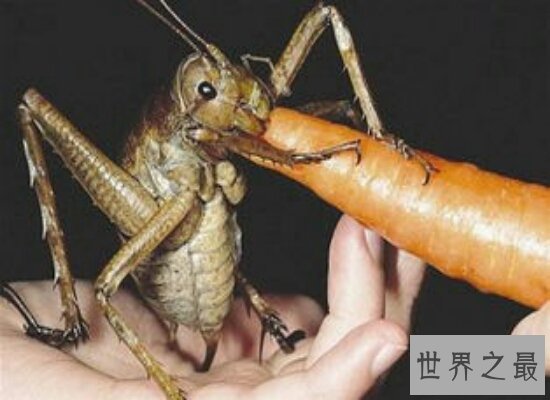 震惊!世界上最大的蚊子竟然不吸血还是吸血蚊子的“敌人”