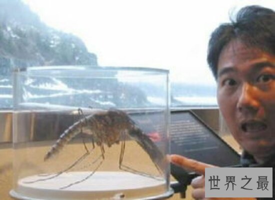 震惊!世界上最大的蚊子竟然不吸血还是吸血蚊子的“敌人”