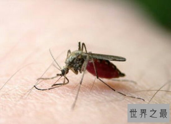震惊!世界上最大的蚊子竟然不吸血还是吸血蚊子的“敌人”