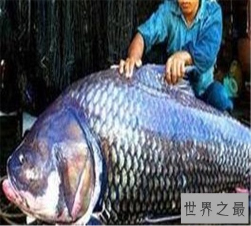 世界上最大的淡水鱼长这样 吞人毫无压力不知肉质如何