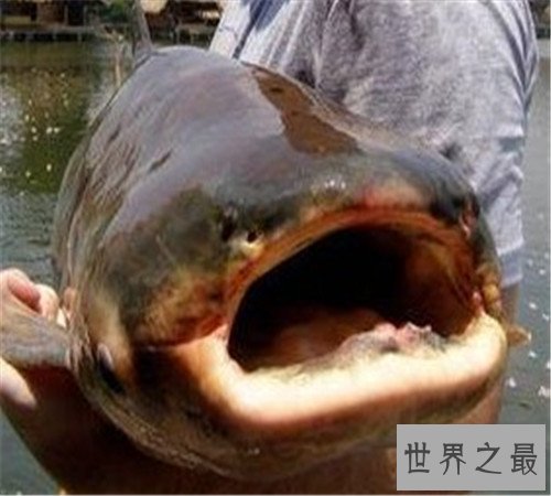 世界上最大的淡水鱼长这样 吞人毫无压力不知肉质如何