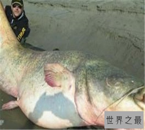 世界上最大的淡水鱼长这样 吞人毫无压力不知肉质如何
