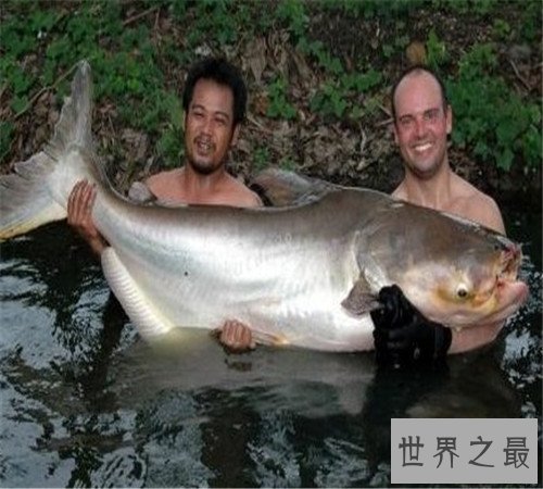 世界上最大的淡水鱼长这样 吞人毫无压力不知肉质如何