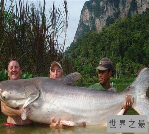 世界上最大的淡水鱼长这样 吞人毫无压力不知肉质如何