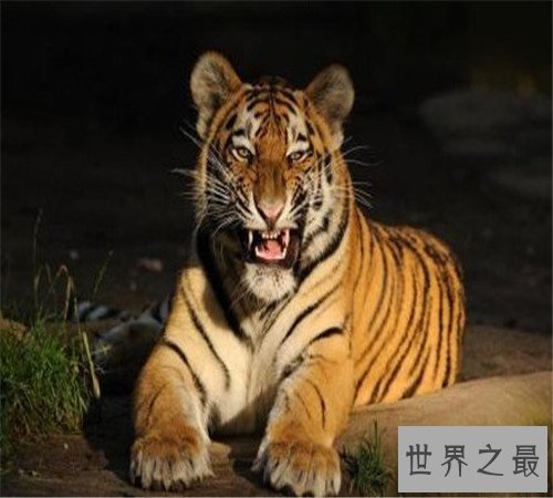 世界上最大的老虎-西伯利亚虎,濒临灭绝仅剩不足500只