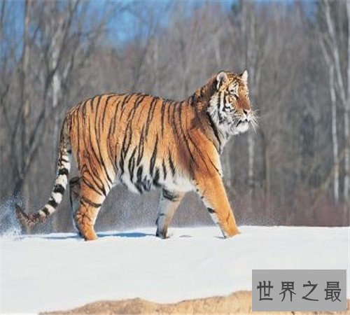 世界上最大的老虎-西伯利亚虎,濒临灭绝仅剩不足500只