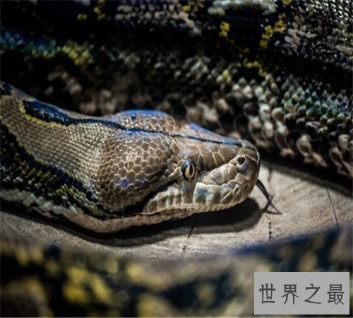揭秘世界上最大的蟒蛇,吃人不在话下!