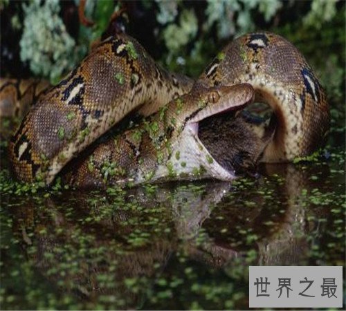揭秘世界上最大的蟒蛇,吃人不在话下!