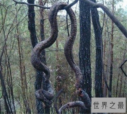 揭秘世界上最大的蟒蛇,吃人不在话下!