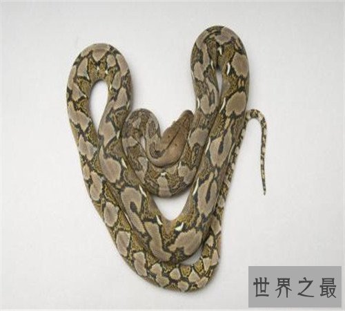 揭秘世界上最大的蟒蛇,吃人不在话下!