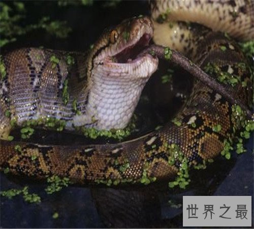揭秘世界上最大的蟒蛇,吃人不在话下!