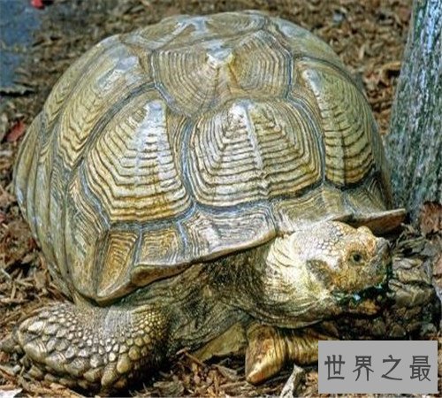 世界上最大的乌龟加拉帕戈斯象龟,骑着走天下!