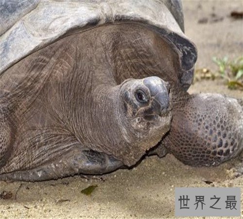 世界上最大的乌龟加拉帕戈斯象龟,骑着走天下!