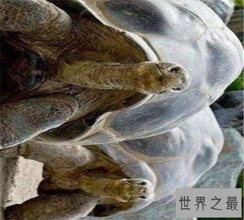 世界上最大的乌龟加拉帕戈斯象龟,骑着走天下!