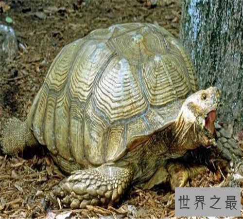 世界上最大的乌龟加拉帕戈斯象龟,骑着走天下!