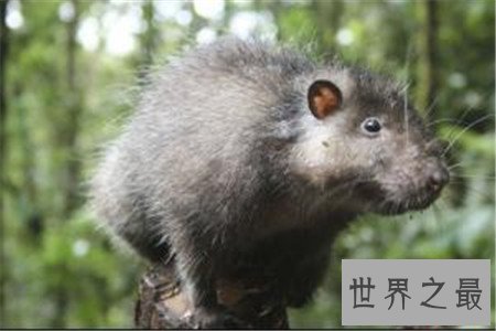 世界上最大的老鼠,竟然比一岁的孩子还要大!