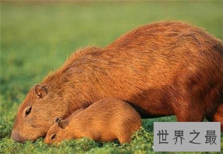 世界上最大的老鼠,竟然比一岁的孩子还要大!