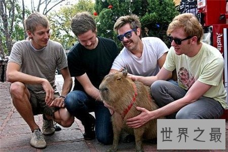 世界上最大的老鼠,竟然比一岁的孩子还要大!