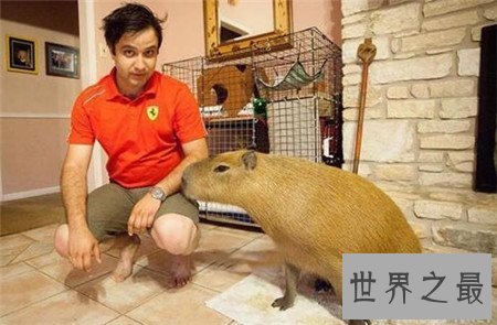 世界上最大的老鼠,竟然比一岁的孩子还要大!