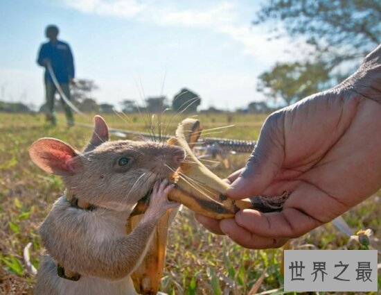 世界上最大的老鼠有多大?比狗还大?被誉为老鼠英雄