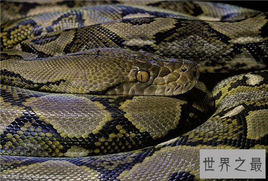 世界上最大的蟒蛇可达12米 蟒蛇吃人事件引全球关注