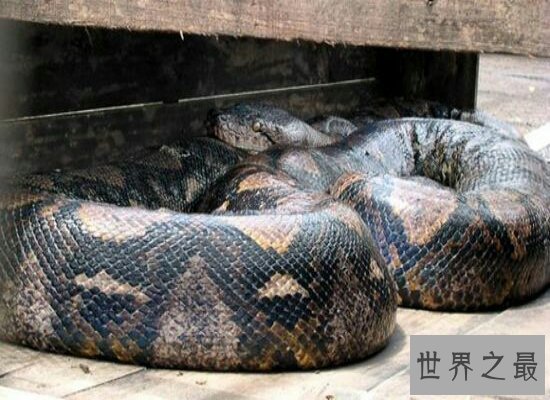 盘点世界最大的蛇 身长有5层楼的高度 体内含有剧毒