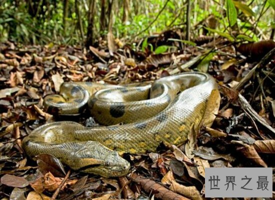 盘点世界最大的蛇 身长有5层楼的高度 体内含有剧毒