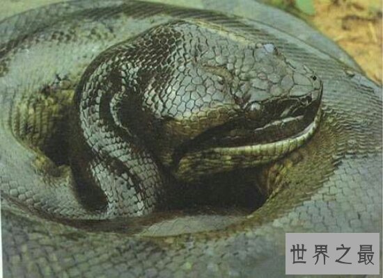 盘点世界最大的蛇 身长有5层楼的高度 体内含有剧毒