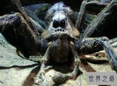 盘点世界上最大的蜘蛛  以鸟为食 瞬间置人于死地