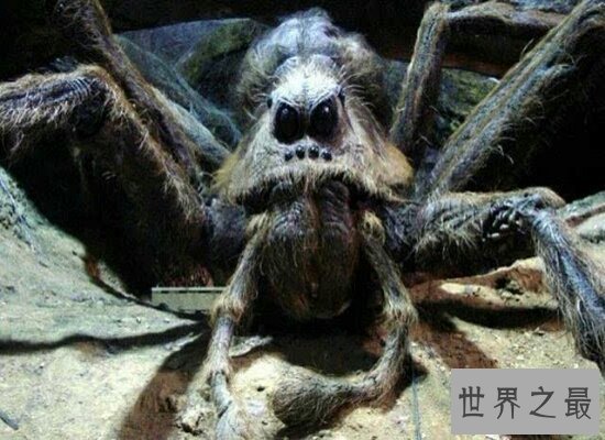 盘点世界上最大的蜘蛛 以鸟为食 瞬间置人于死地